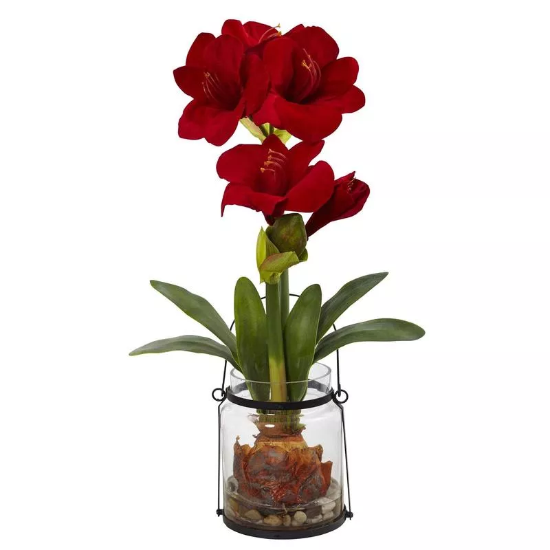 24 Amaryllis w/Vase