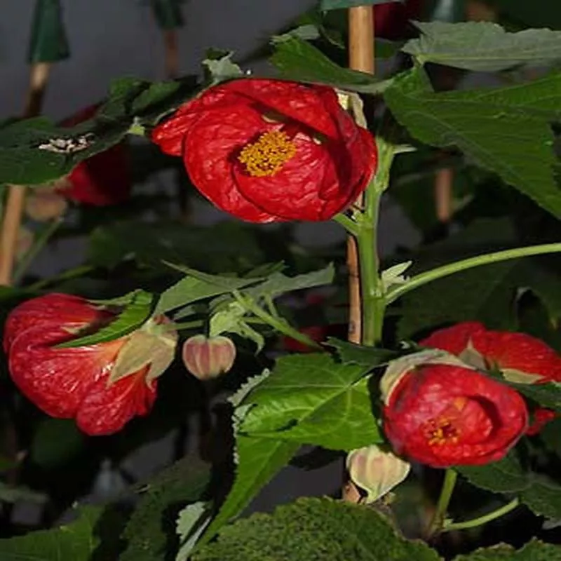 ABUTILON ‘ASHFORD RED’