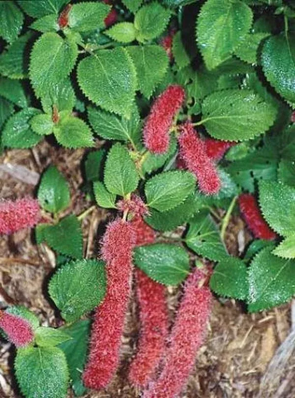 acalypha-herzogiana-firetail Acalypha herzogiana ‘Firetail’