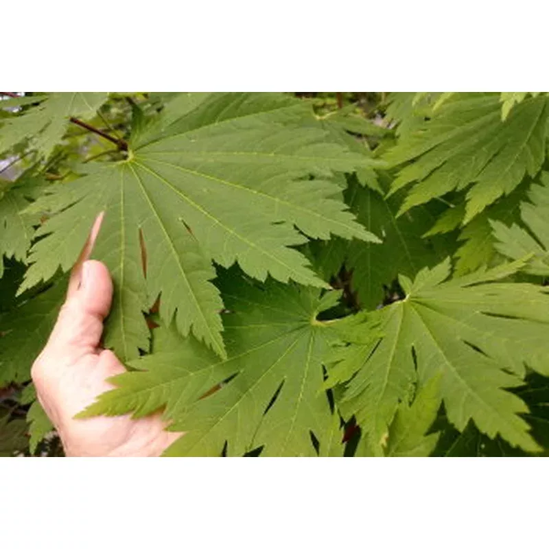 Acer japonicum ‘Rising Sun’ Iseli – Full Moon Maple
