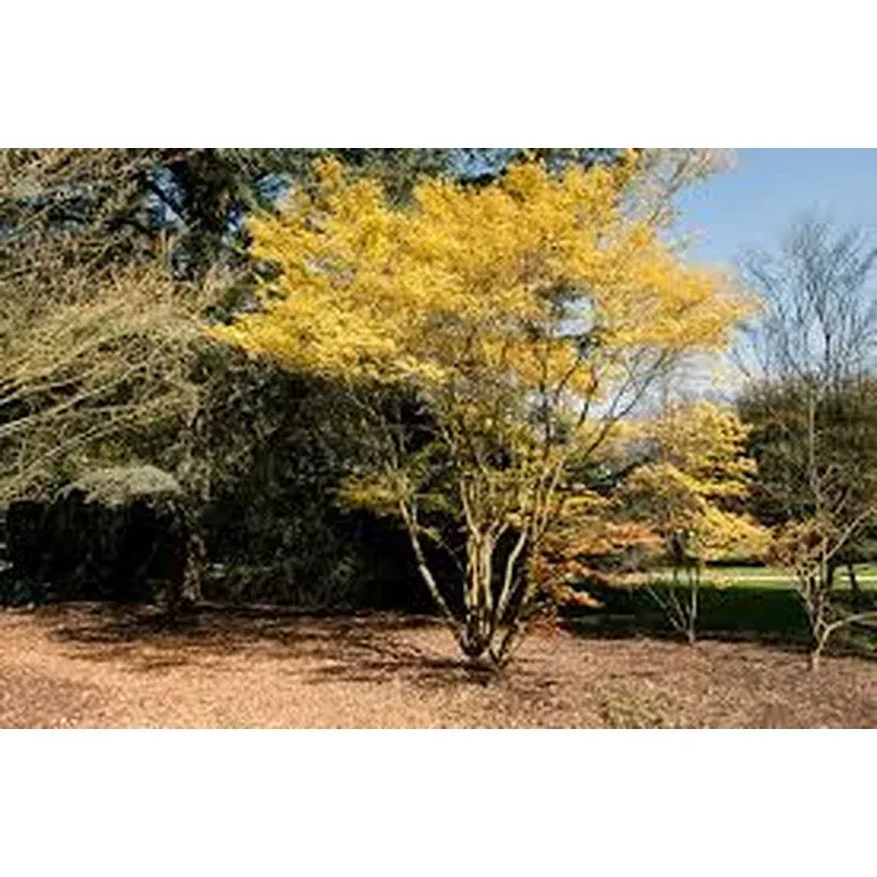 Acer palm. ‘Katsura’