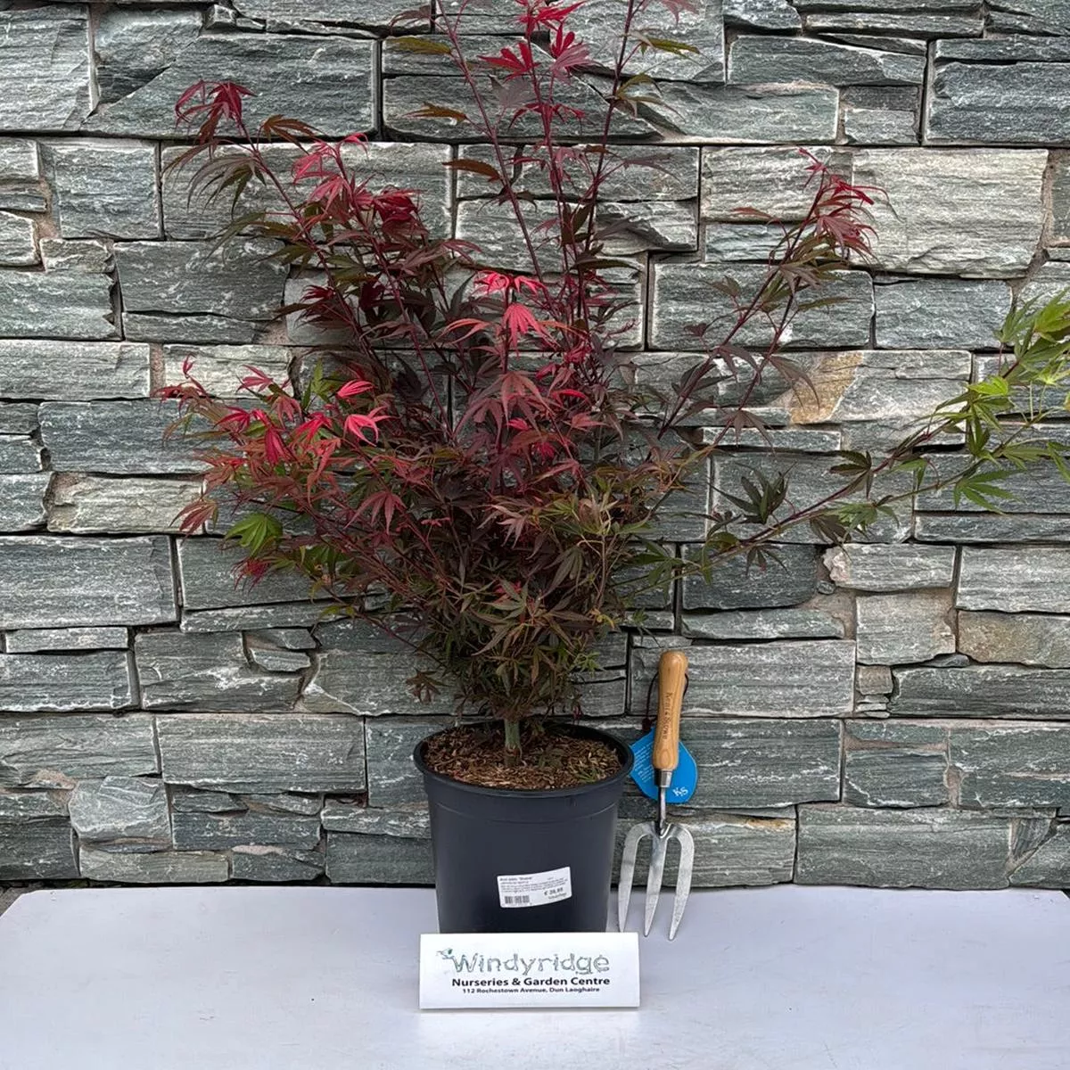 acer-palm-shaina-c6-5 Acer palm. Shaina C6.5