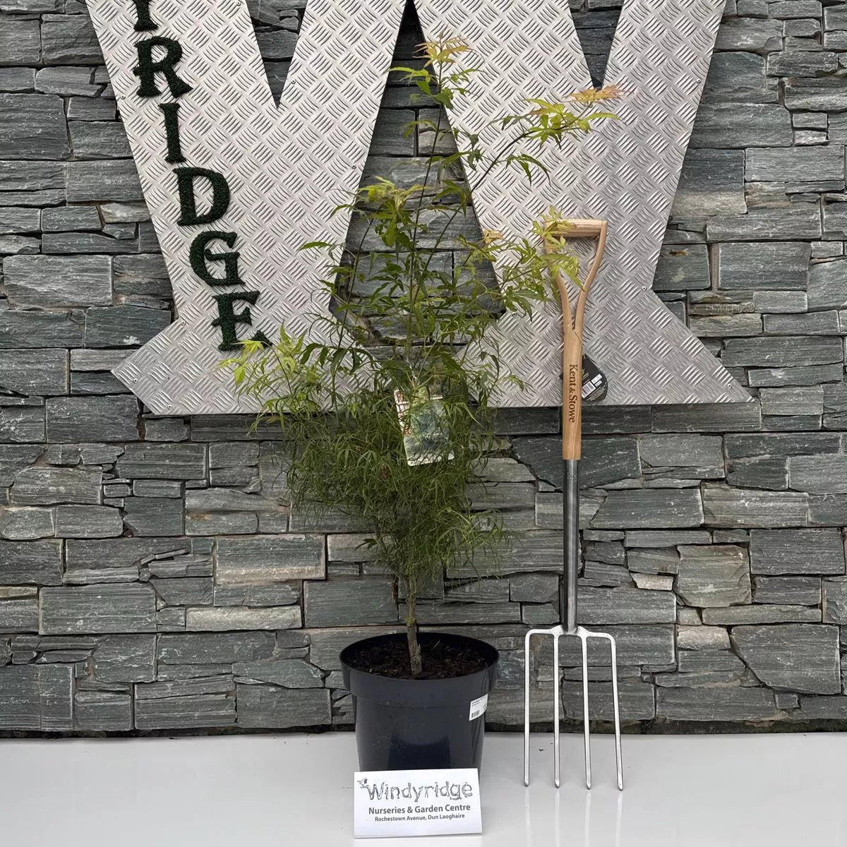 acer-palmatum-koto-no-ito-80-100-cm-c12 Acer palmatum Koto-no-ito 80-100 CM C12