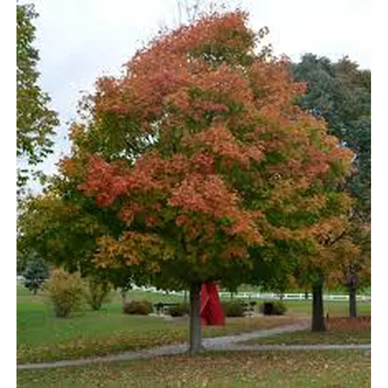 acer Saccharum ‘Legacy’ Sugar Maple