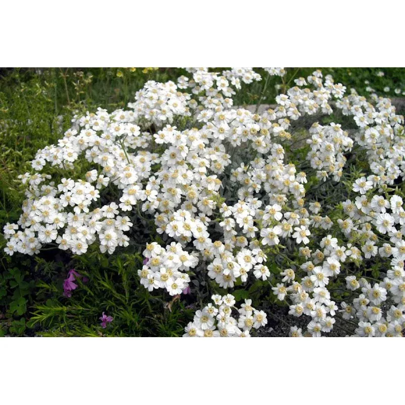 Achillea ageratifolia – Greek Yarrow