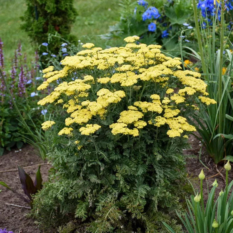 achillea-firefly-sunshine-yarrow Achillea ‘Firefly Sunshine’ – Yarrow