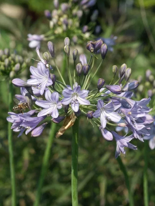 Agapanthus ‘Blue Globe’