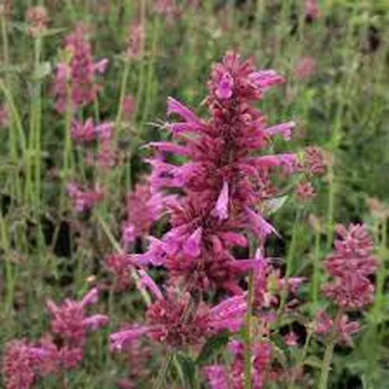 Agastache Tutti Frutti