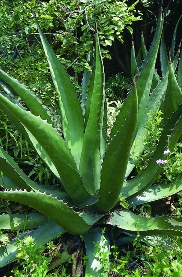 Agave gentryi coll. #YD D12-20
