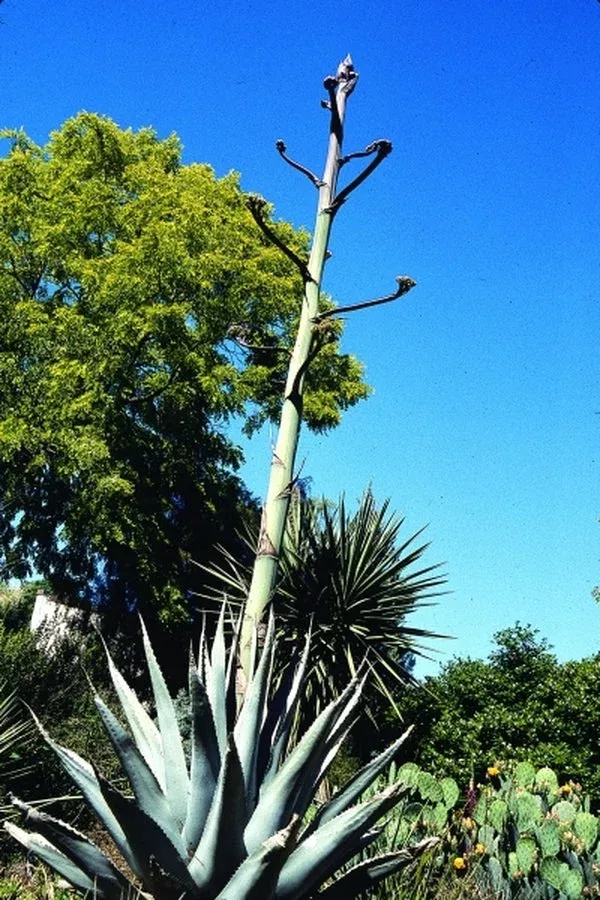 agave-havardiana-raulston-arboretum-form Agave havardiana Raulston Arboretum Form