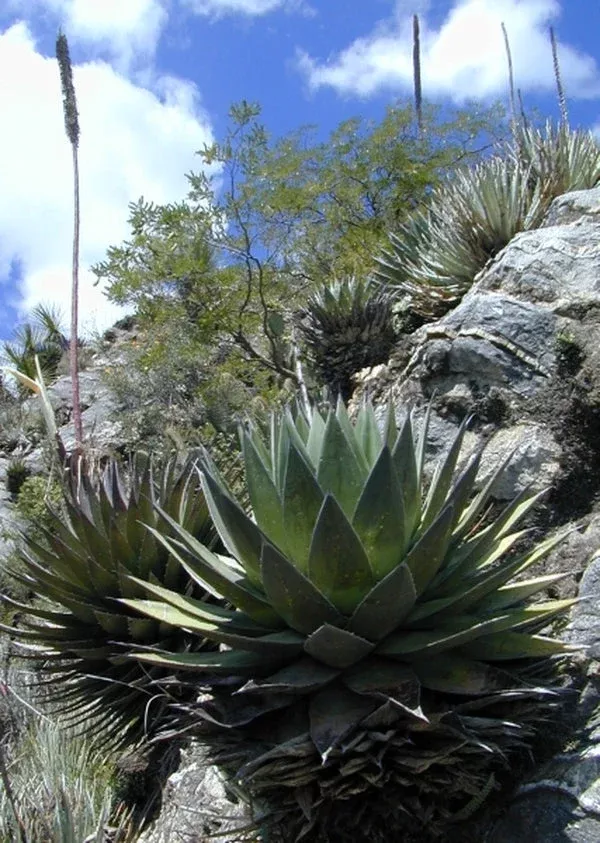 Agave obscura coll. #D12-42