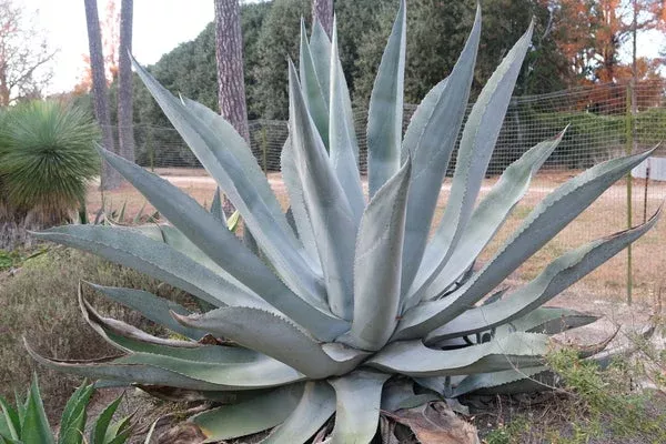 agave-x-protamericana-silver-surfer Agave x protamericana ‘Silver Surfer’