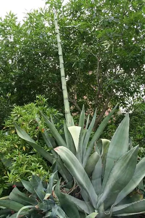 Agave x protamericana