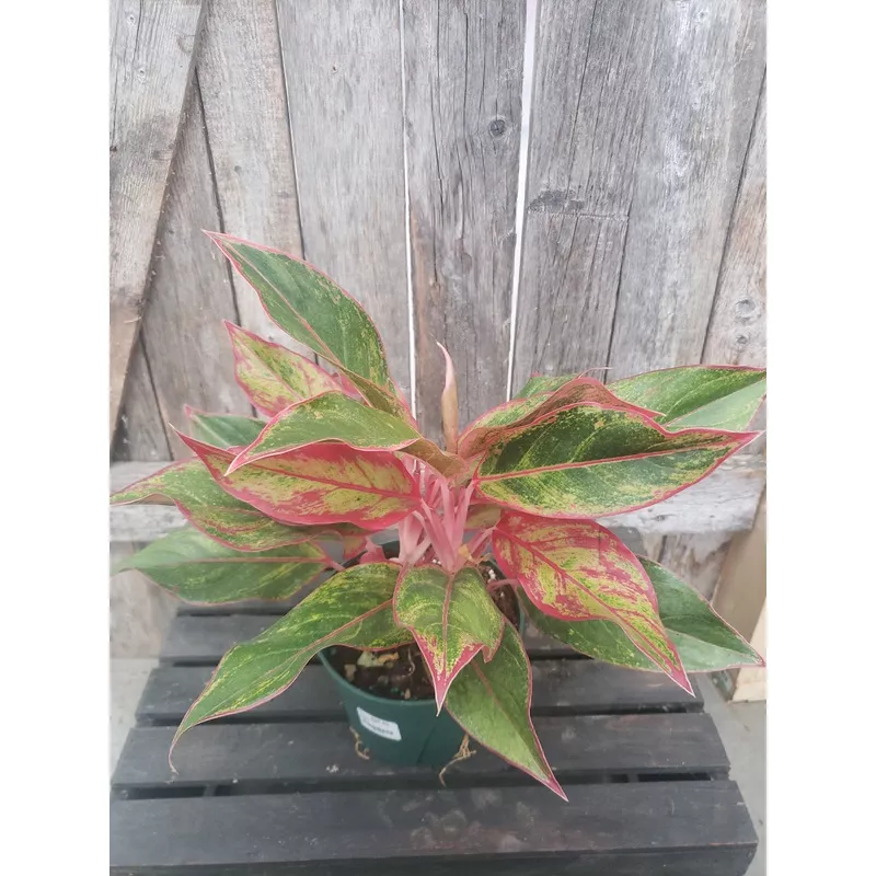 Aglaonema – Siam Red 6″