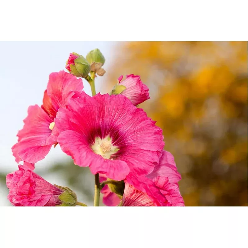 Alcea ‘Radiant Rose’ – Hollyhock