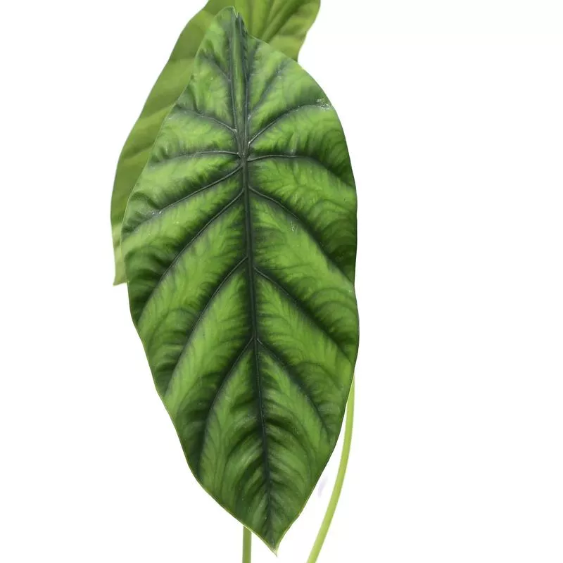 alocasia-clypeolata Alocasia clypeolata