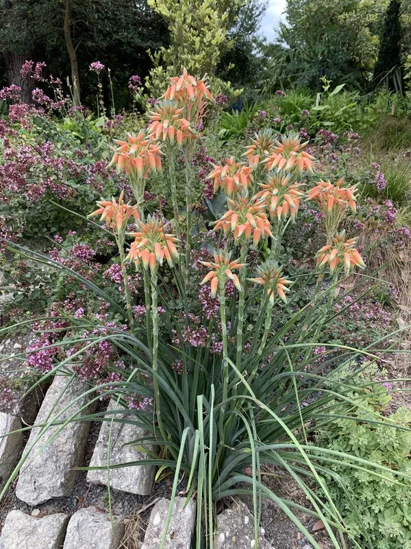 aloe-cooperi Aloe cooperi