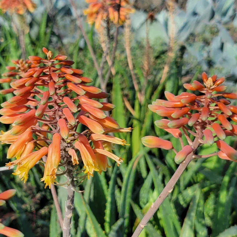aloe-vera-flower-seeds-planting-heirloom-non-gmo-easy-to-grow-medicinal-herb Aloe Vera Flower Seeds for Planting Heirloom Non-GMO Easy to Grow Medicinal Herb