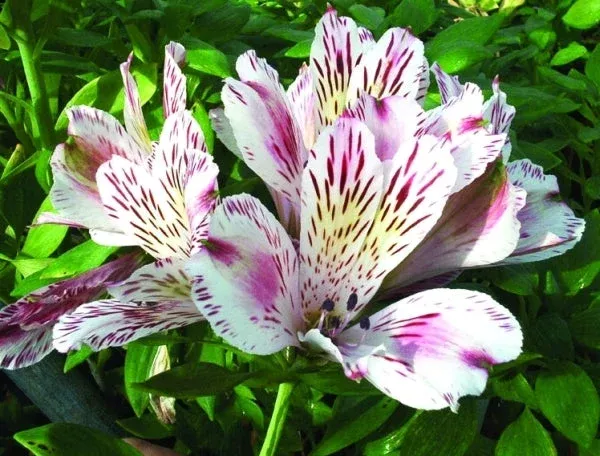 Alstroemeria ‘Liberty’ PP 9,337