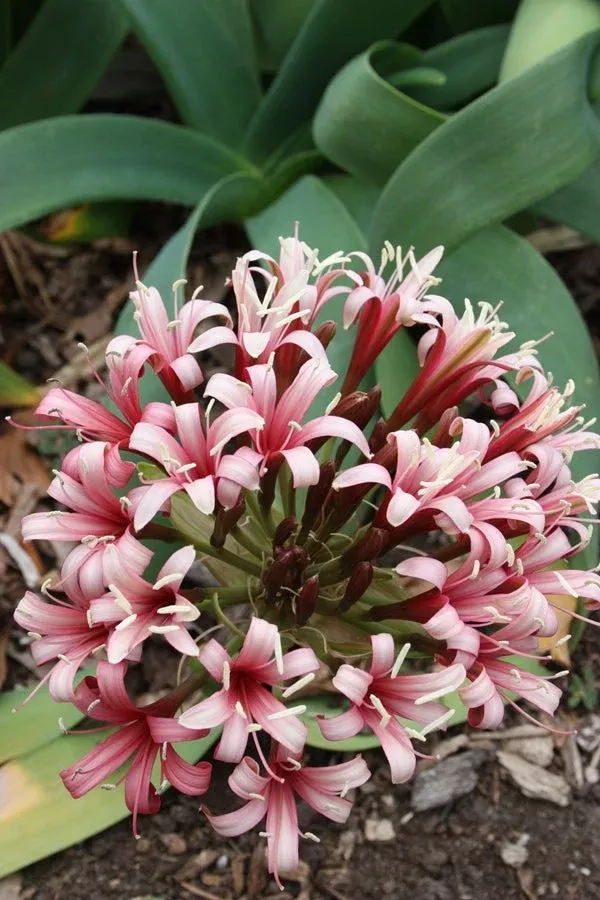 ammocharis-coranica Ammocharis coranica