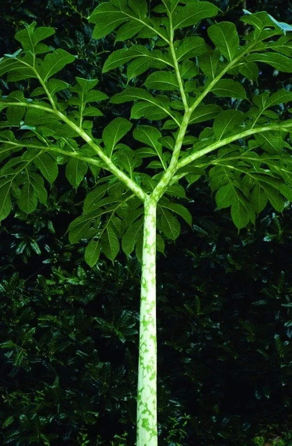 Amorphophallus paeoniifolius ‘Gajendra’
