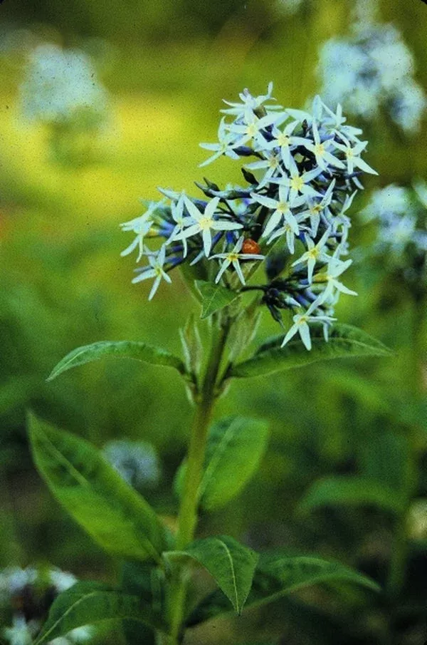 amsonia-ludoviciana Amsonia ludoviciana