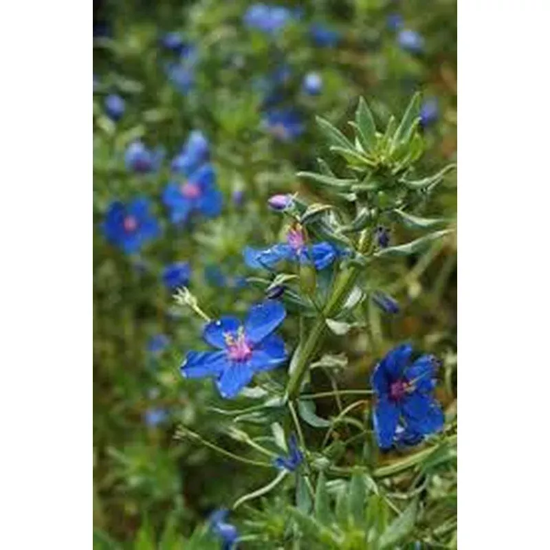 anagallis-wildcat-blue Anagallis ‘Wildcat Blue’