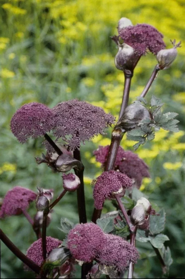 angelica-gigas-coll-a1k-050 Angelica gigas coll. #A1K-050