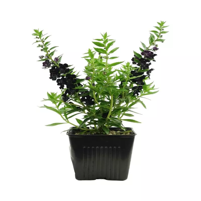 Angelonia ‘AngelFlare’