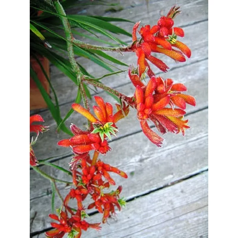 Anigozanthos ‘Big Roo Orange’