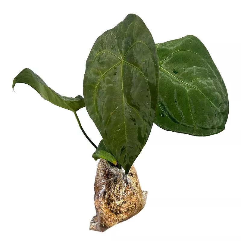 Anthurium forgetii x Anthurium nigrolaminum ‘Ecuagenera’