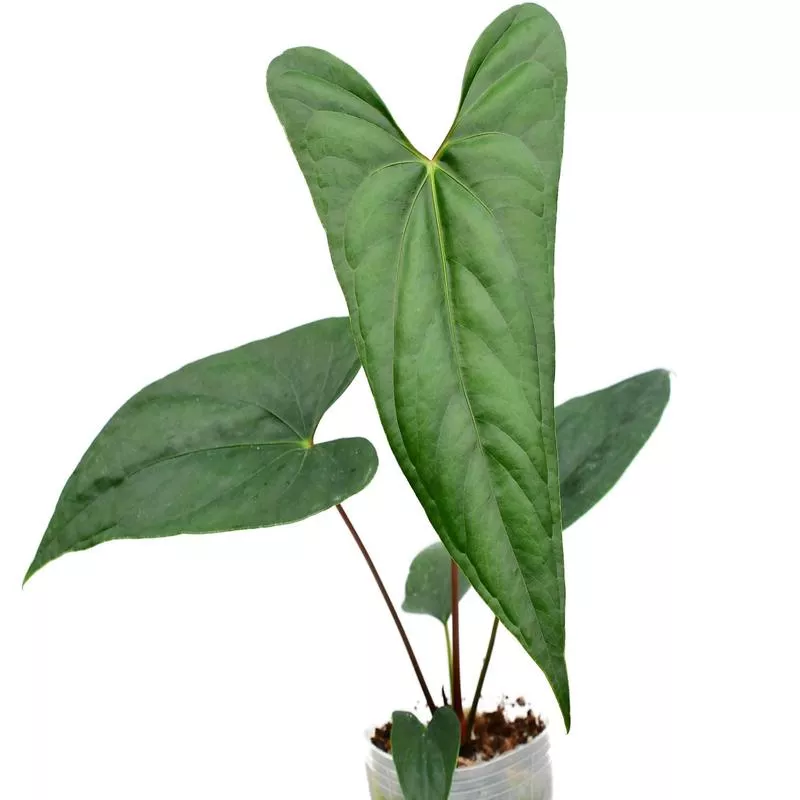 Anthurium nigrolaminum ‘Gigi’ x nigrolaminum