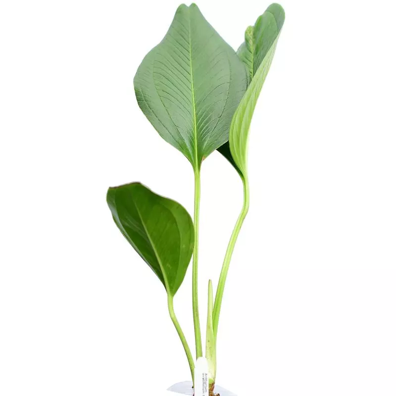 Anthurium ovatifolium type