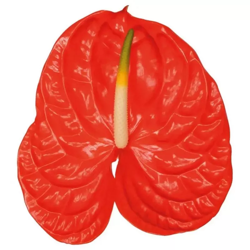 Anthurium Sun Eye 13cm – 12 Stem Pack
