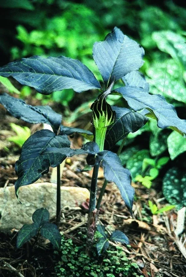 arisaema-triphyllum-black-jack Arisaema triphyllum ‘Black Jack’