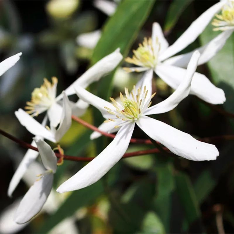 armandii-clematis-vine Armandii Clematis Vine