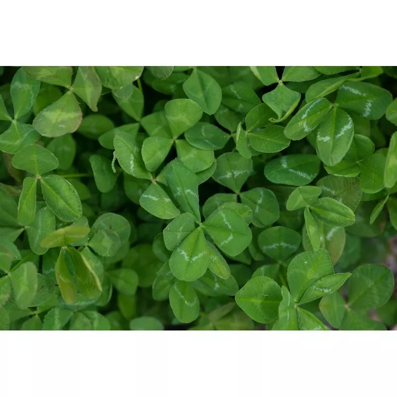 arrowleaf-clover-apache Arrowleaf Clover (Apache)