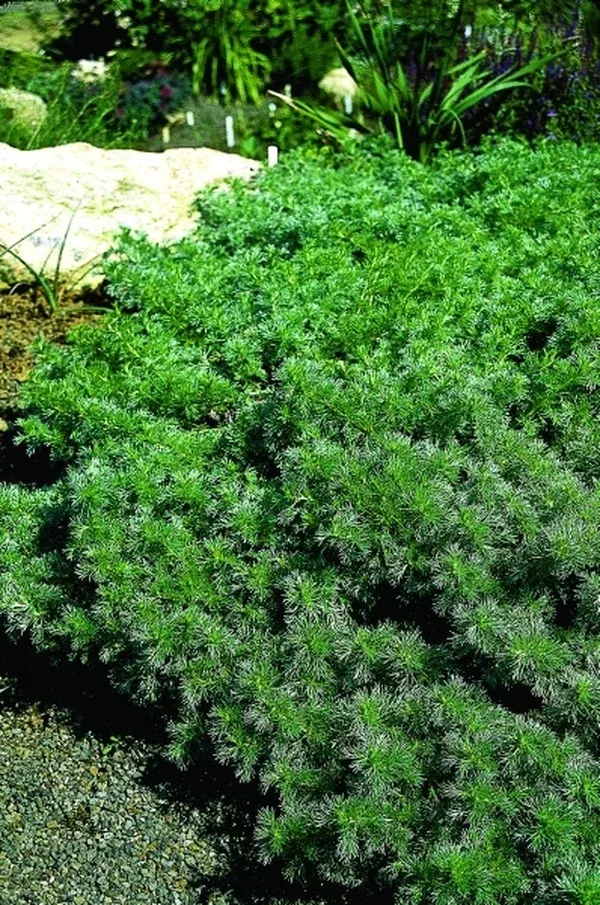 Artemisia capillaris