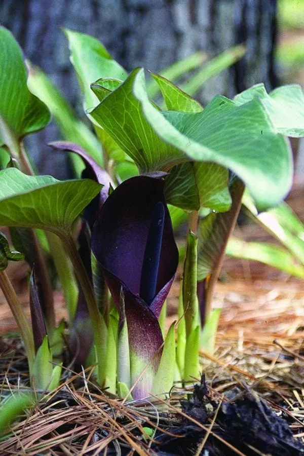 Arum pictum