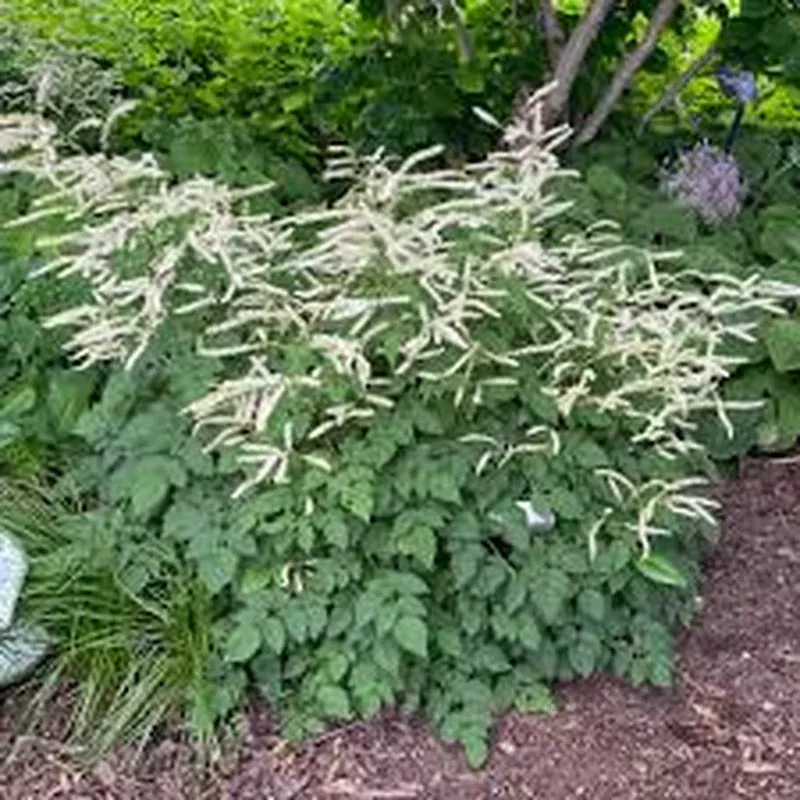 Aruncus ‘Misty Lace’ – Goatsbeard