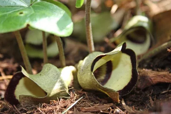 asarum-campaniflorum Asarum campaniflorum