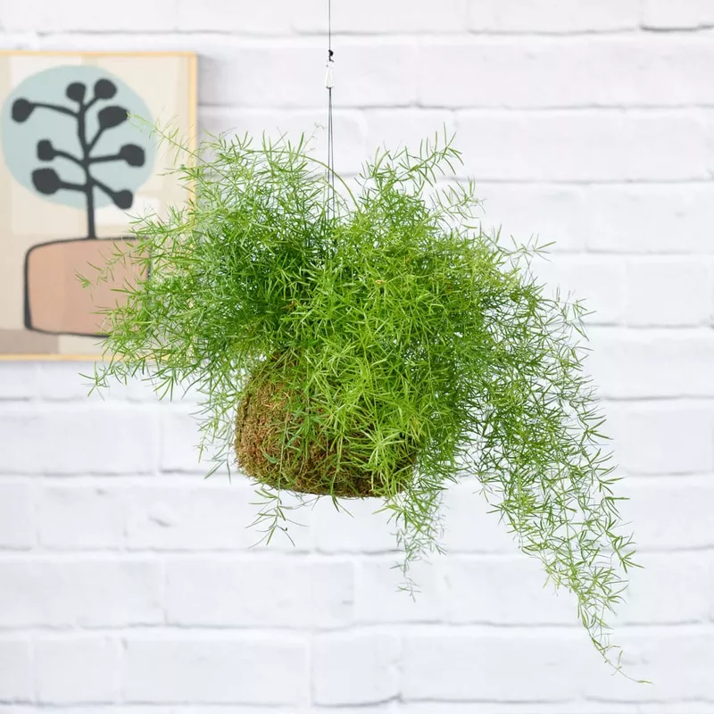 asparagus-fern-mossball Asparagus Fern Mossball