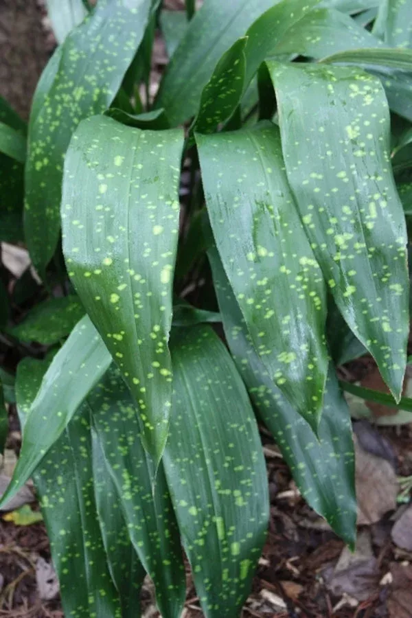 Aspidistra sichuanensis