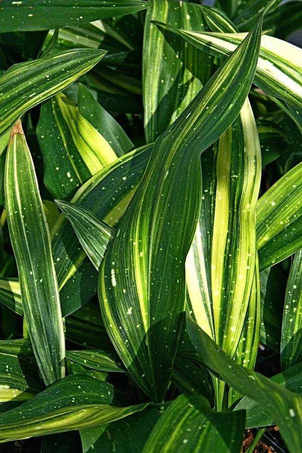 Aspidistra vietnamensis ‘Amanogawa’