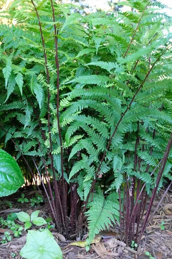 Athyrium filix-femina ‘Lady in Red’