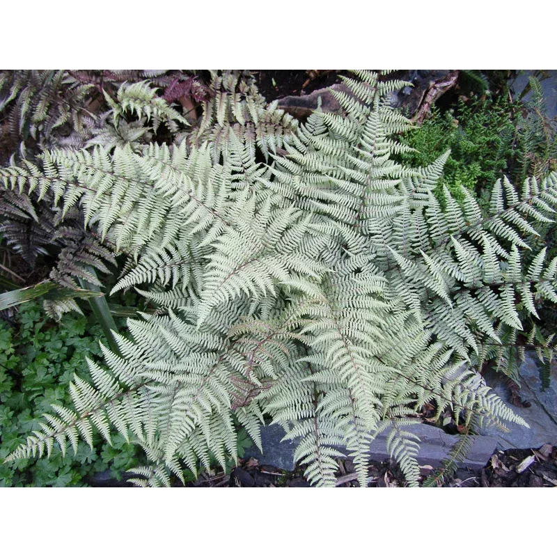 athyrium-nip-ghost-japanese-painted-fern Athyrium nip. ‘Ghost’ – Japanese Painted Fern