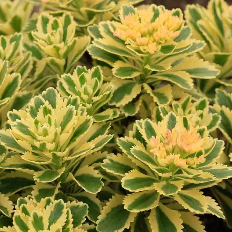 atlantis-stonecrop ‘Atlantis’ Stonecrop