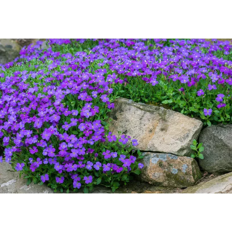 Aubrieta Violet Flower Seeds for Planting