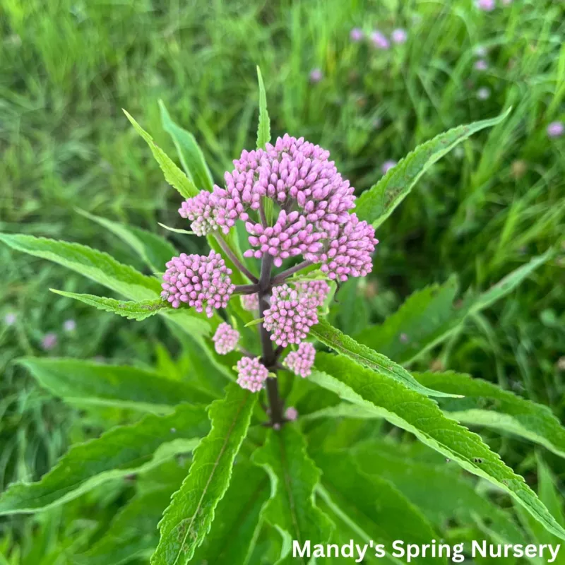 baby-joe-pye-weed-eupatorium-dubium ‘Baby Joe’ Pye Weed | Eupatorium dubium