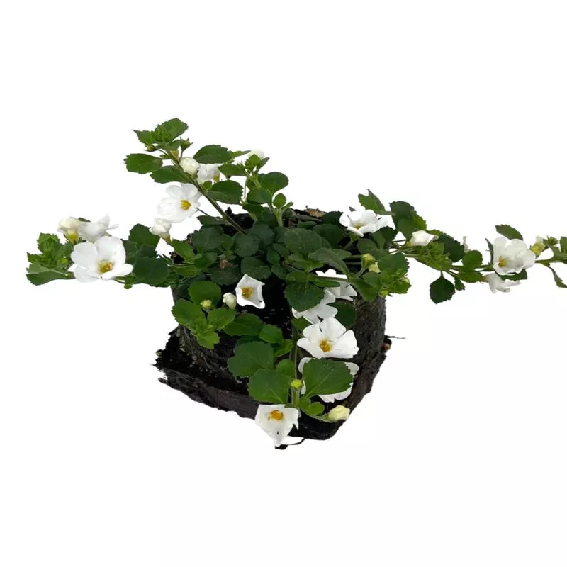 Bacopa ‘Snowstorm Giant Snowflake’